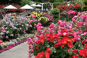 花の庭園