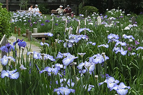 花しょうぶ園