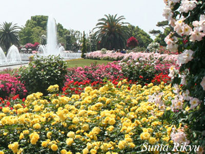 バラ 総称 花図鑑 神戸市立須磨離宮公園