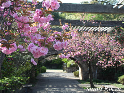 サクラ 総称 花図鑑 神戸市立須磨離宮公園