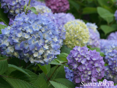 セイヨウアジサイ 花図鑑 神戸市立須磨離宮公園