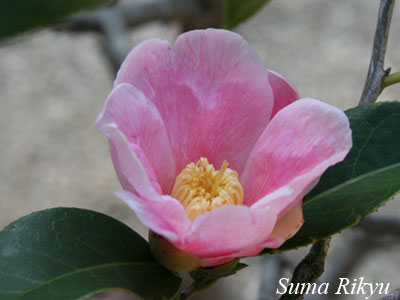 雛侘助 花圖鑒 神戶市立須磨離宮公園