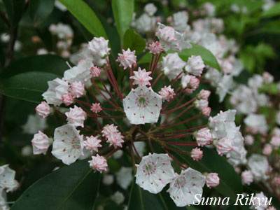 カルミア 花図鑑 神戸市立須磨離宮公園