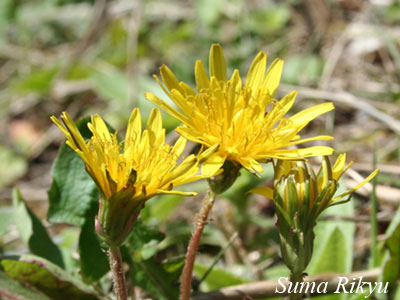 大きなタンポポ 大きなタンポポ？Big Dandelion? | 私信 まるです。