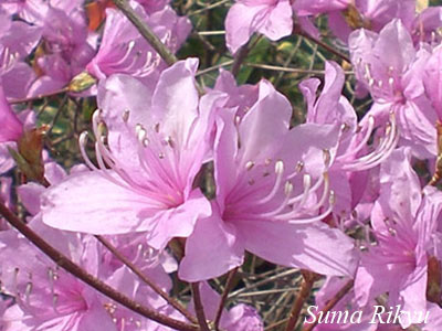 コバノミツバツツジ【品番3373】 コバノミツバツツジ【品番3373】