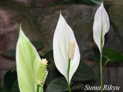スパティフィラム 花図鑑 神戸市立須磨離宮公園