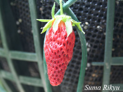 いちふく いちふく on X