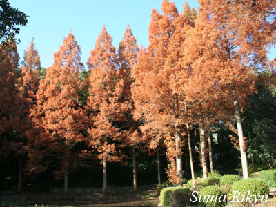 メタセコイア 花図鑑 神戸市立須磨離宮公園