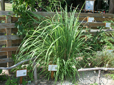 レモングラス 花図鑑 神戸市立須磨離宮公園