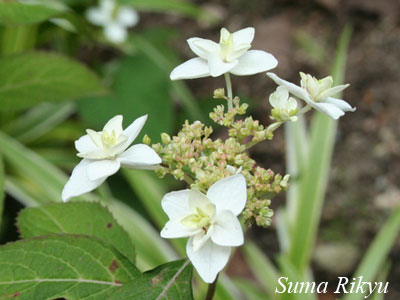 ヤマアジサイ【八重白扇】挿し木苗 ポットごと 1点限り ◇挿しっぱなし