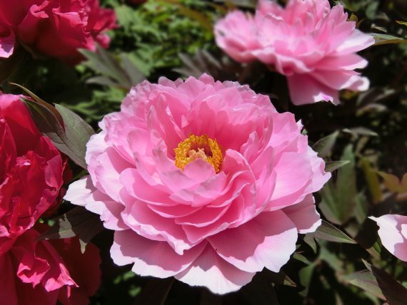 花だより 神戸市立 須磨離宮公園