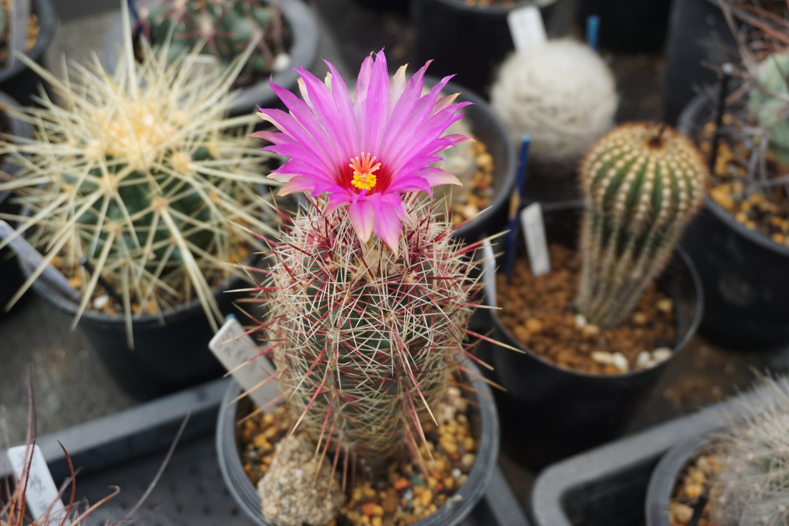 10 30 11 7 サボテン 多肉植物展 神戸市立 須磨離宮公園