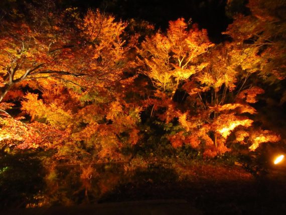 もみじのライトアップ須磨離宮公園