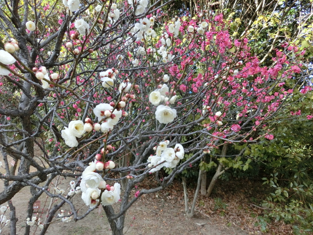 ウメ開花情報2026】早咲きのウメ見頃 | 神戸市立 須磨離宮公園
