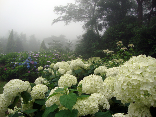 散步景點的介紹 神戶市立森林植物園