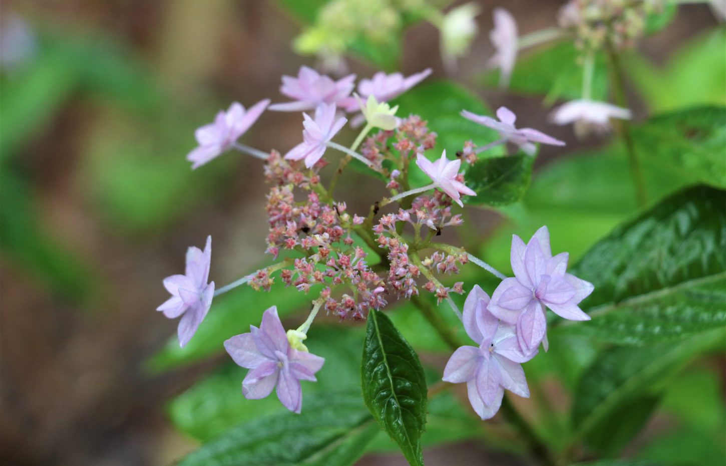 あじさいの季節 神戸市立森林植物園