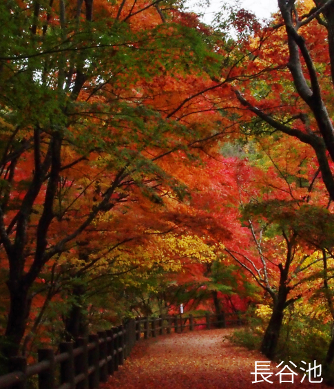 紅葉情報 神戸市立森林植物園