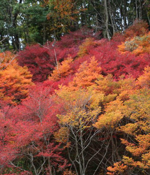 紅葉情報 神戸市立森林植物園
