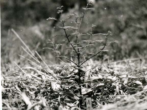 1951年（昭和26）　メタセコイア３本植栽