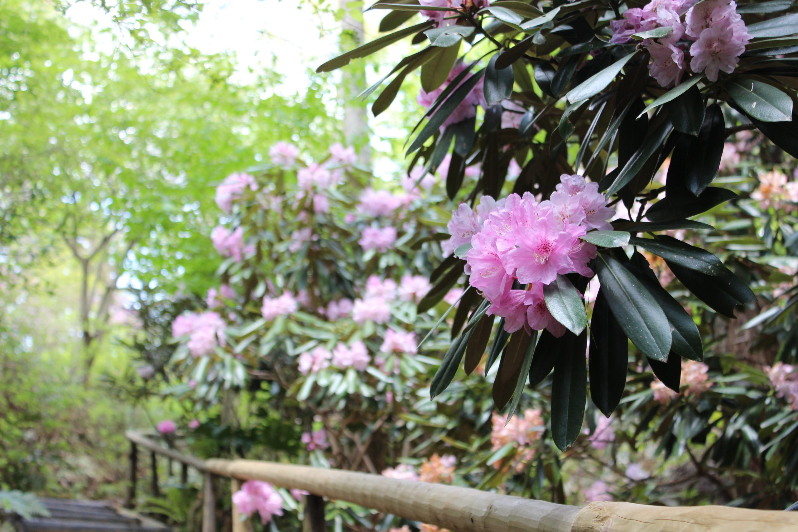 新绿杜鹃石楠花漫步会 神户市立森林植物园