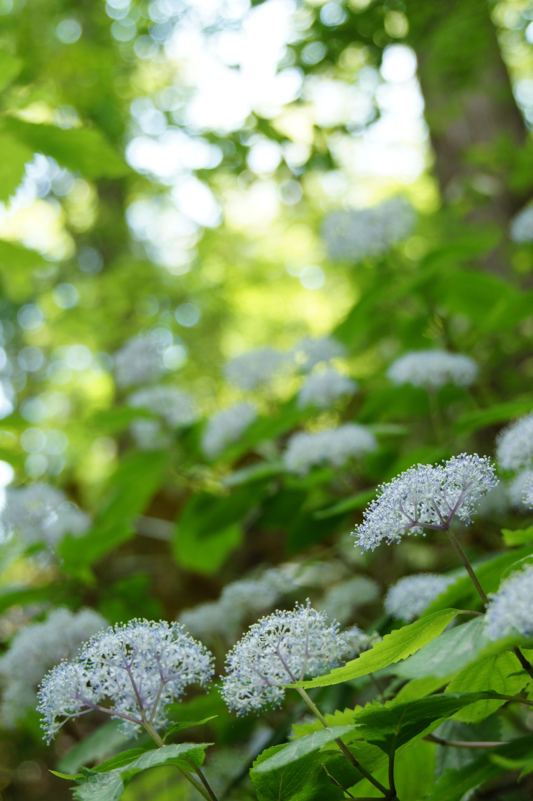 あじさい情報 神戸市立森林植物園