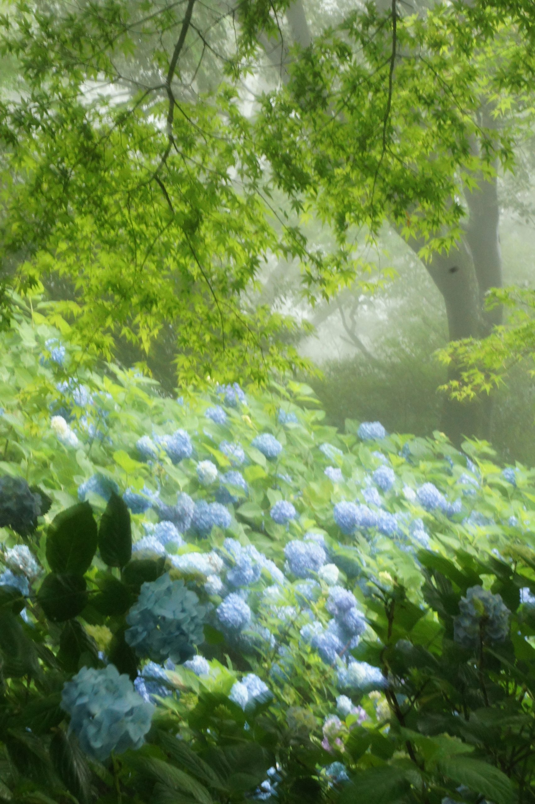 あじさい情報 神戸市立森林植物園 あじさい情報 神戸市立森林植物園