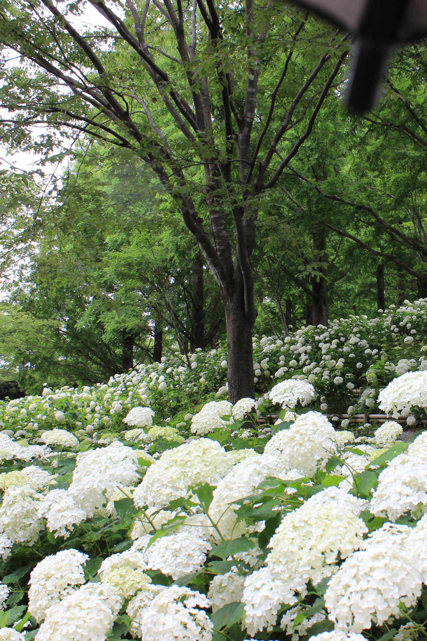 あじさい情報 神戸市立森林植物園