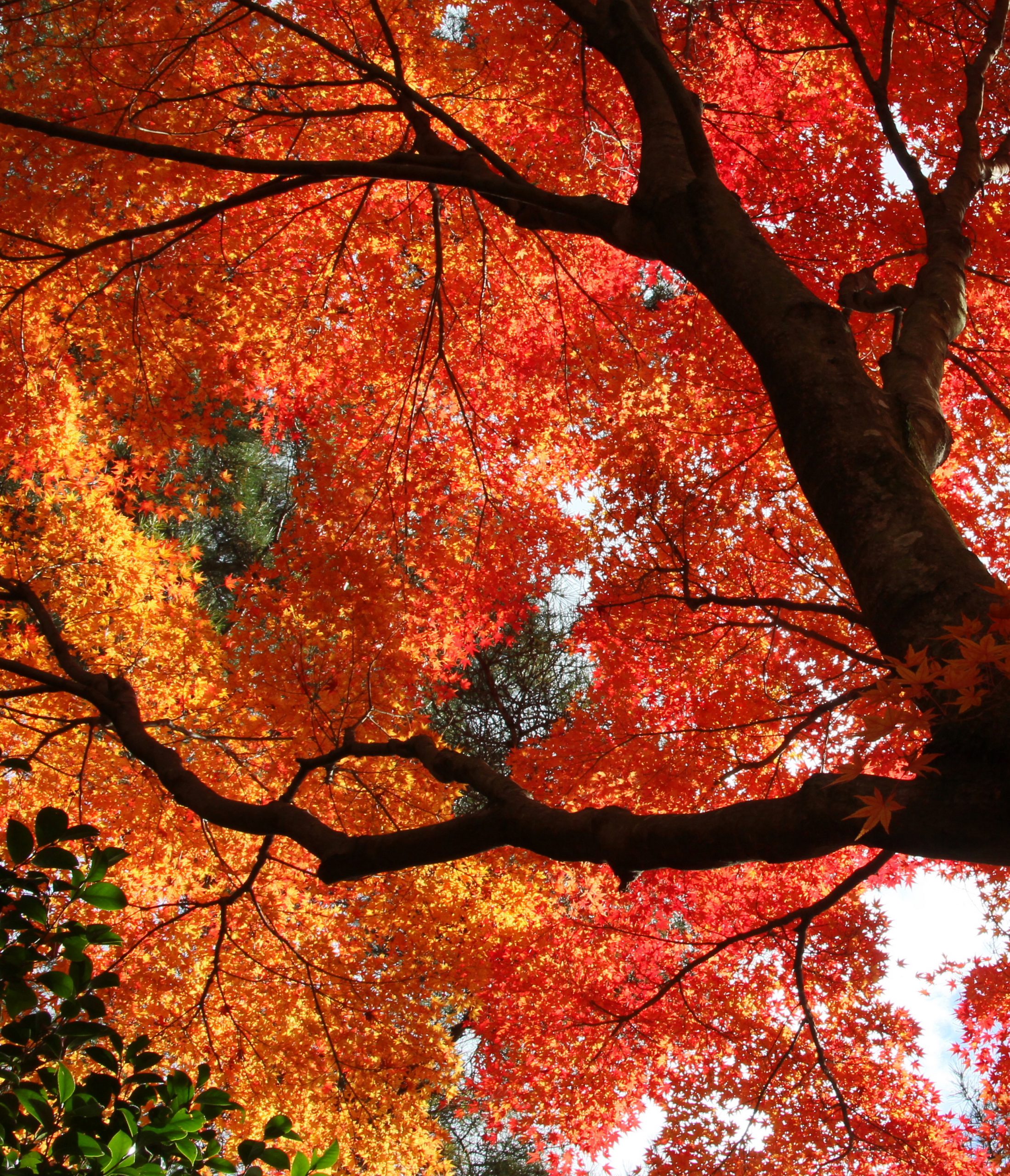 紅葉情報 神戸市立森林植物園