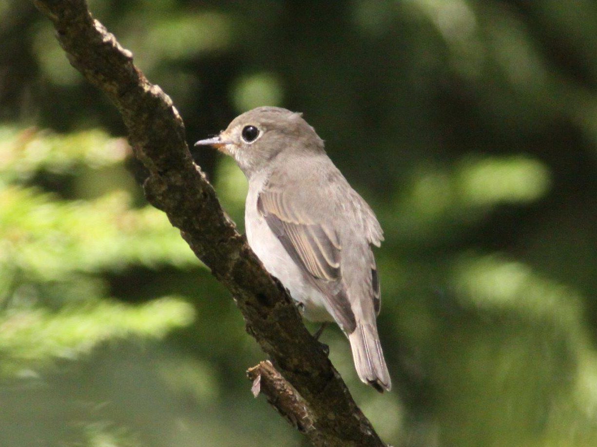 おやこバードウォッチング 神戸市立森林植物園