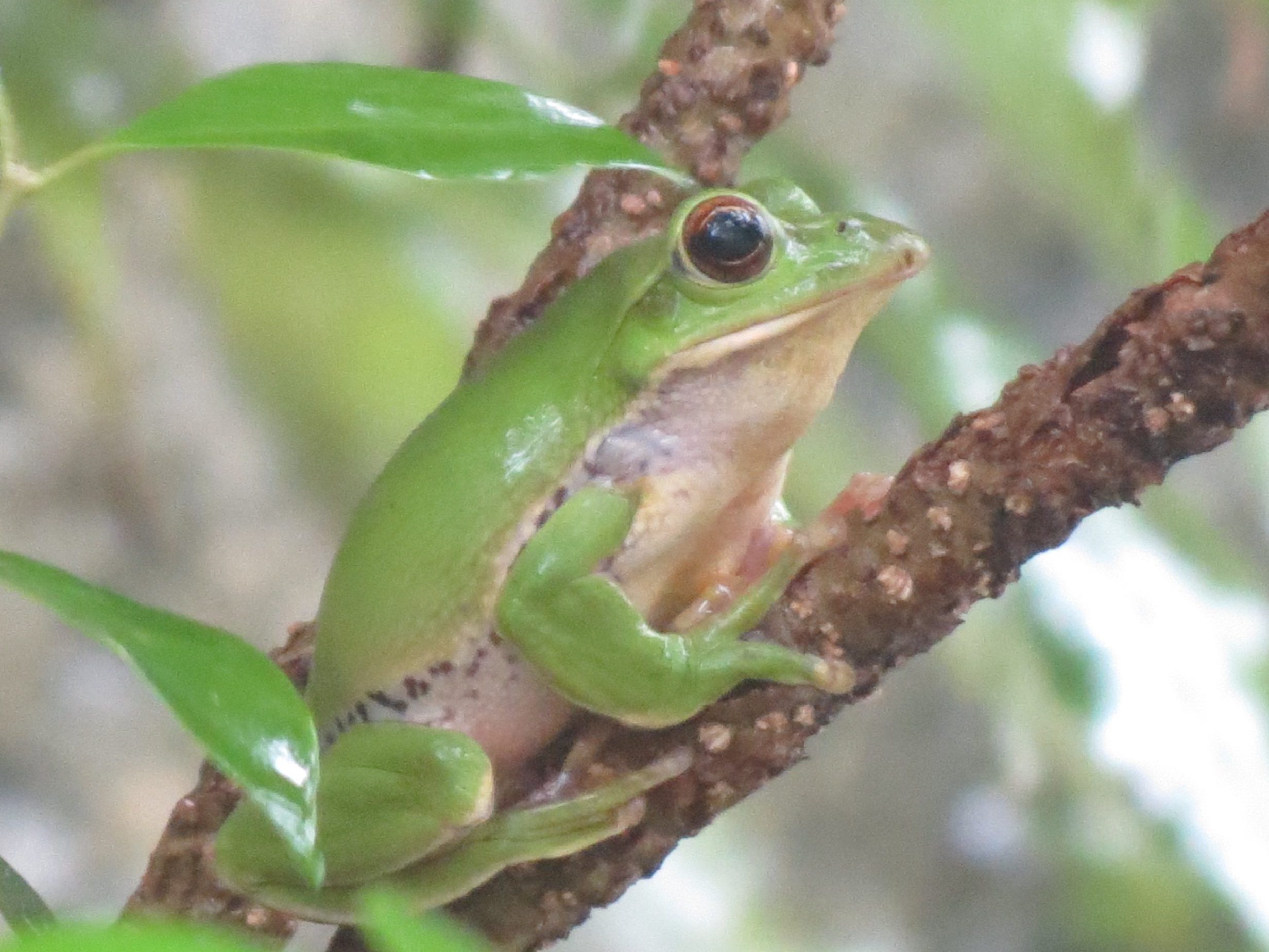 カエルの学校 モリアオガエルに出会おう 神戸市立森林植物園