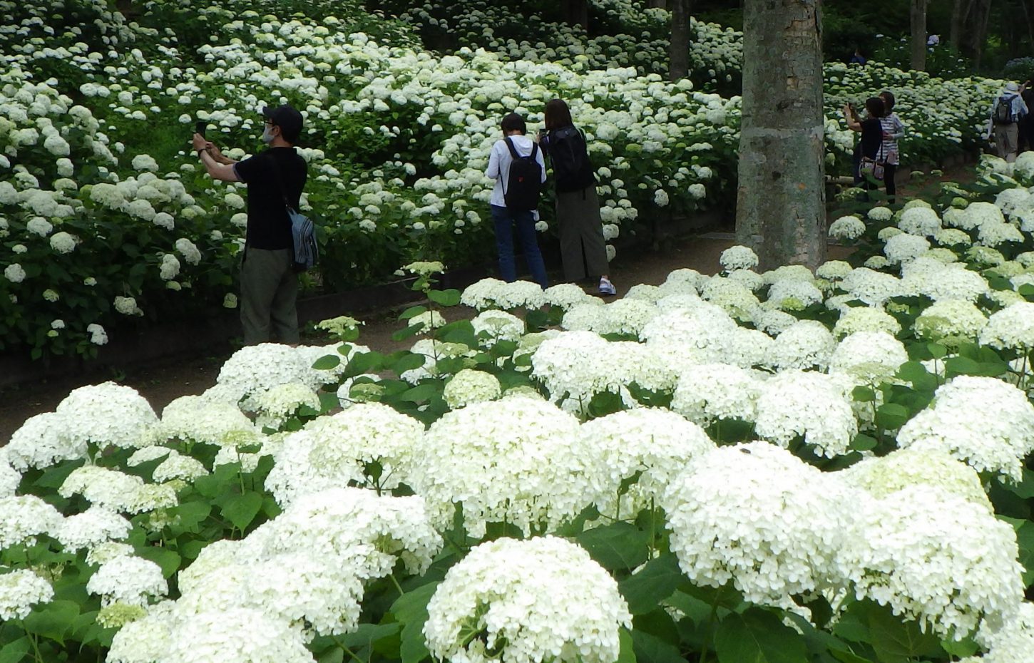 梅雨のさなかの森 アナベルなどのアジサイが見頃です 神戸市立森林植物園