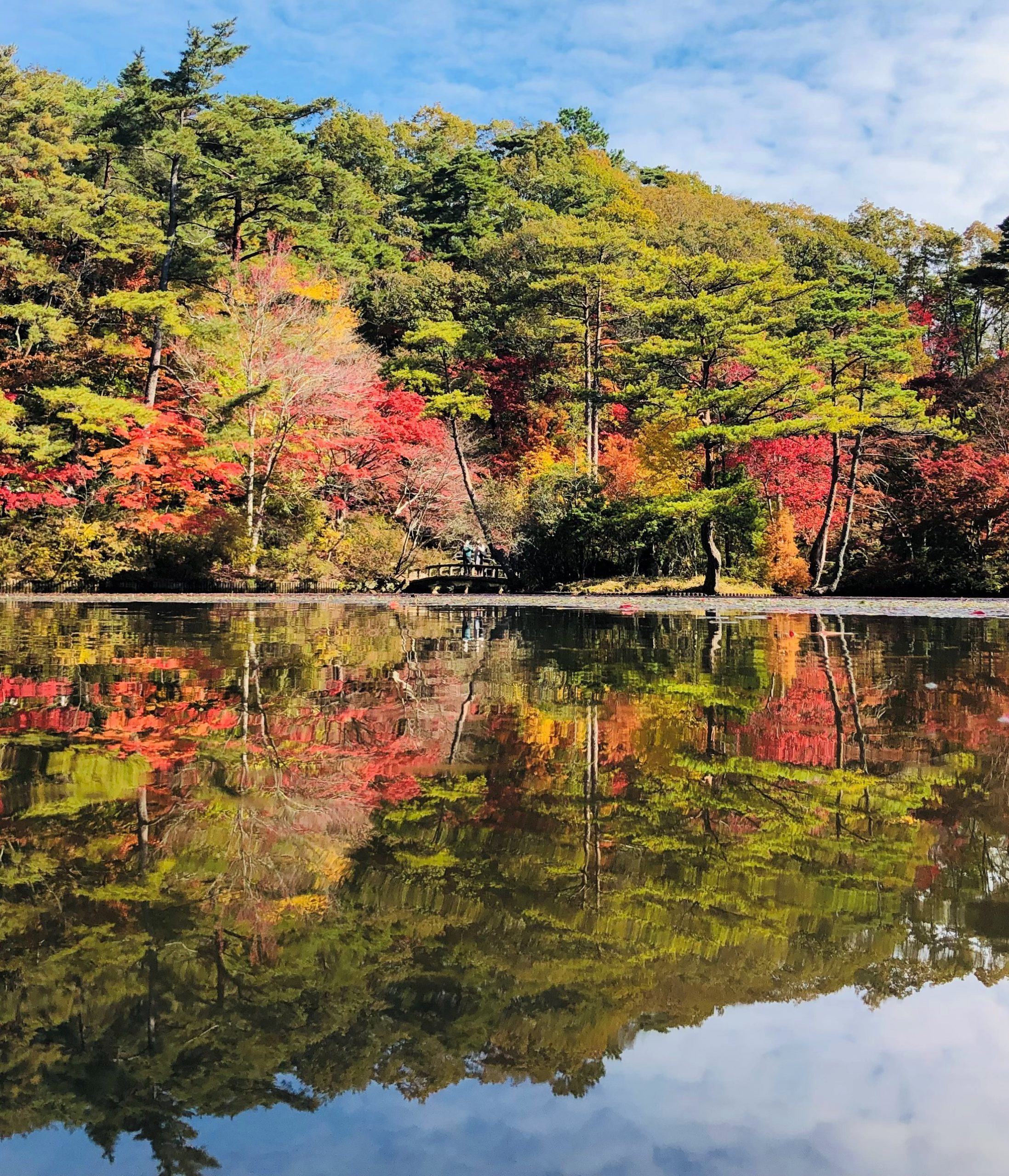 紅葉情報 神戸市立森林植物園