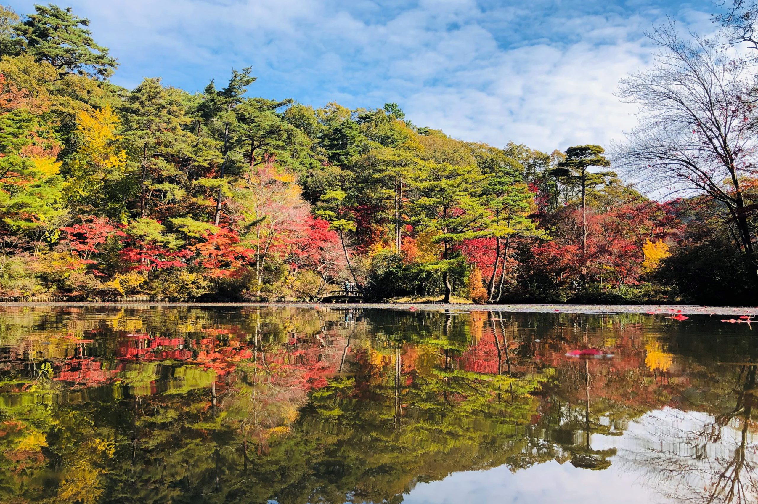 植物園 神戸市立森林植物園 – 森林植物園は神戸市中心部から車で25分、六甲山の広大な自然を満喫できる樹木植物園です。