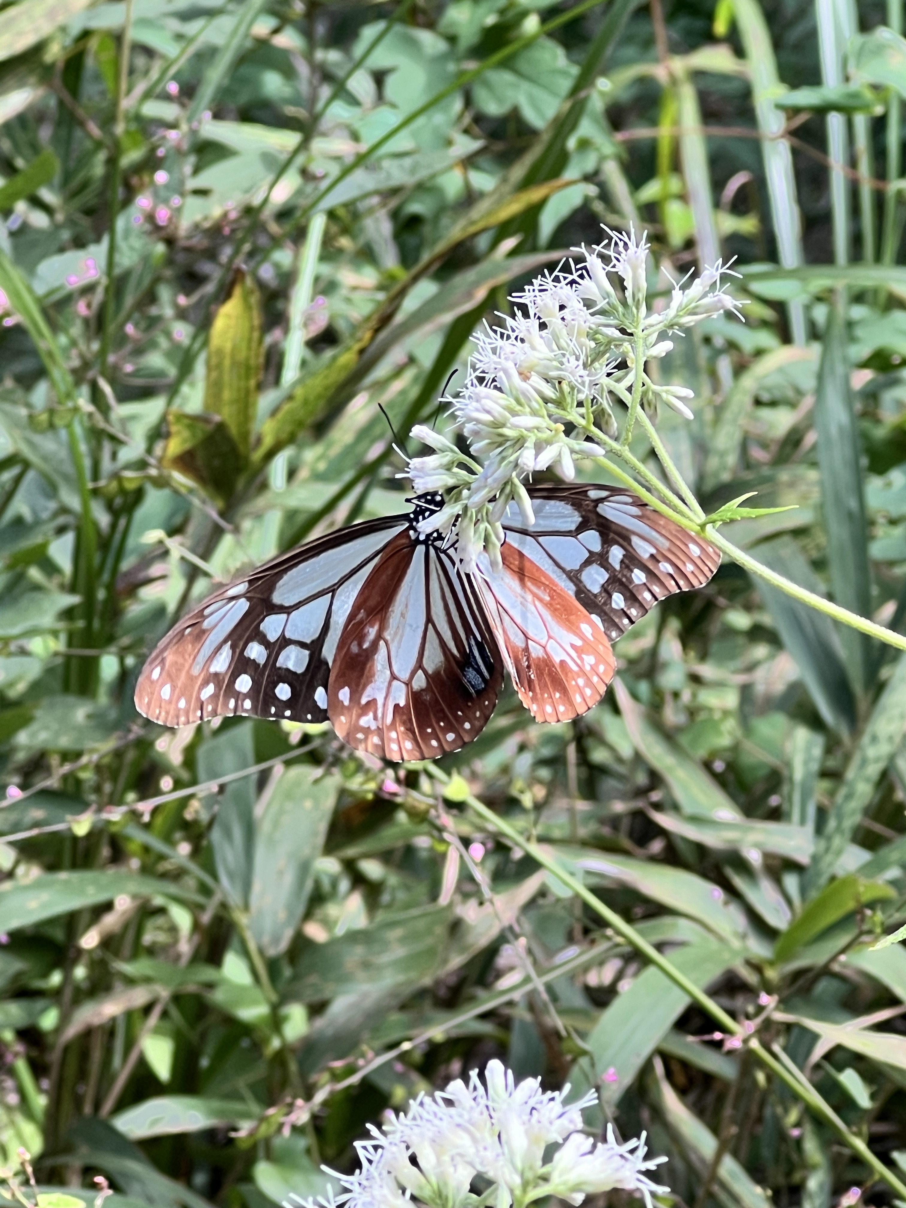 2025年10月24日号