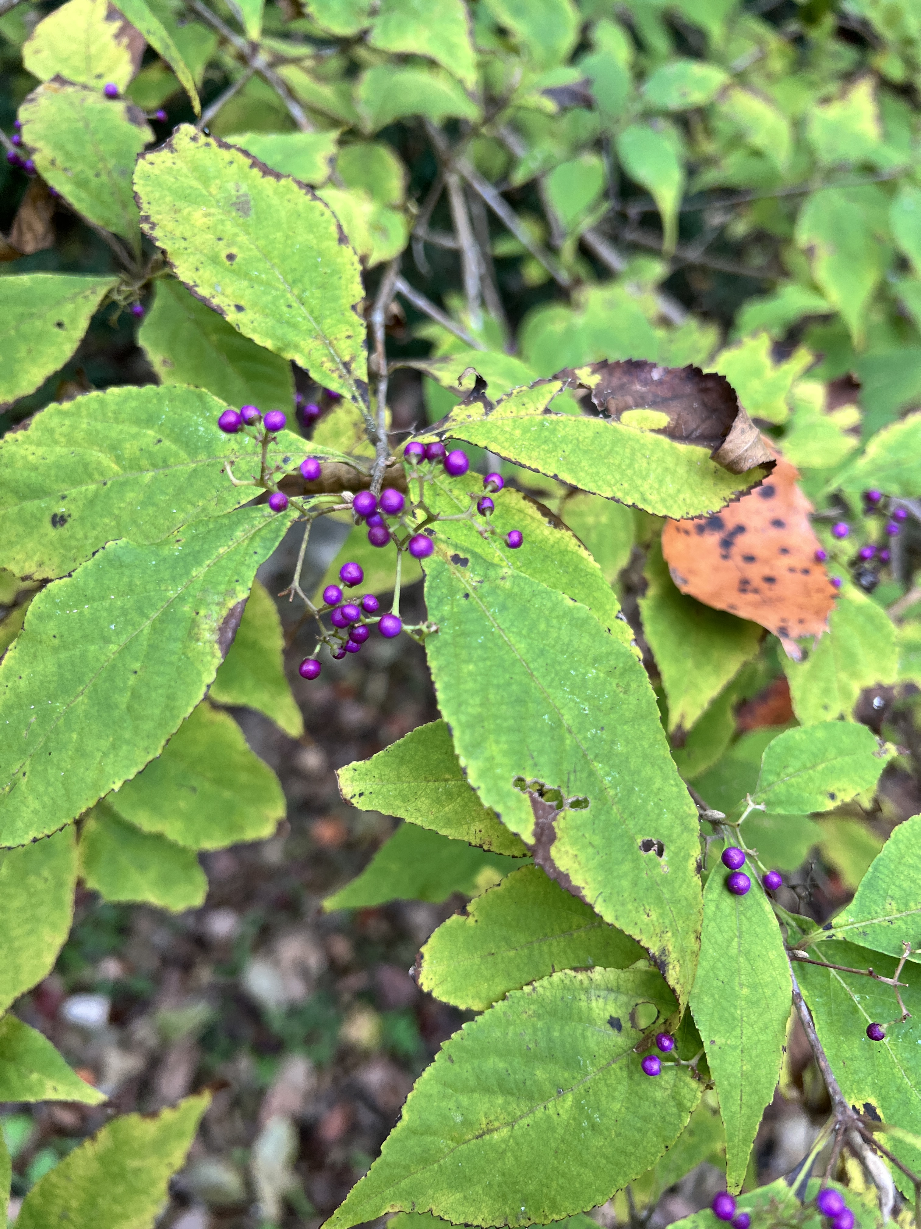 2025年11月28日号