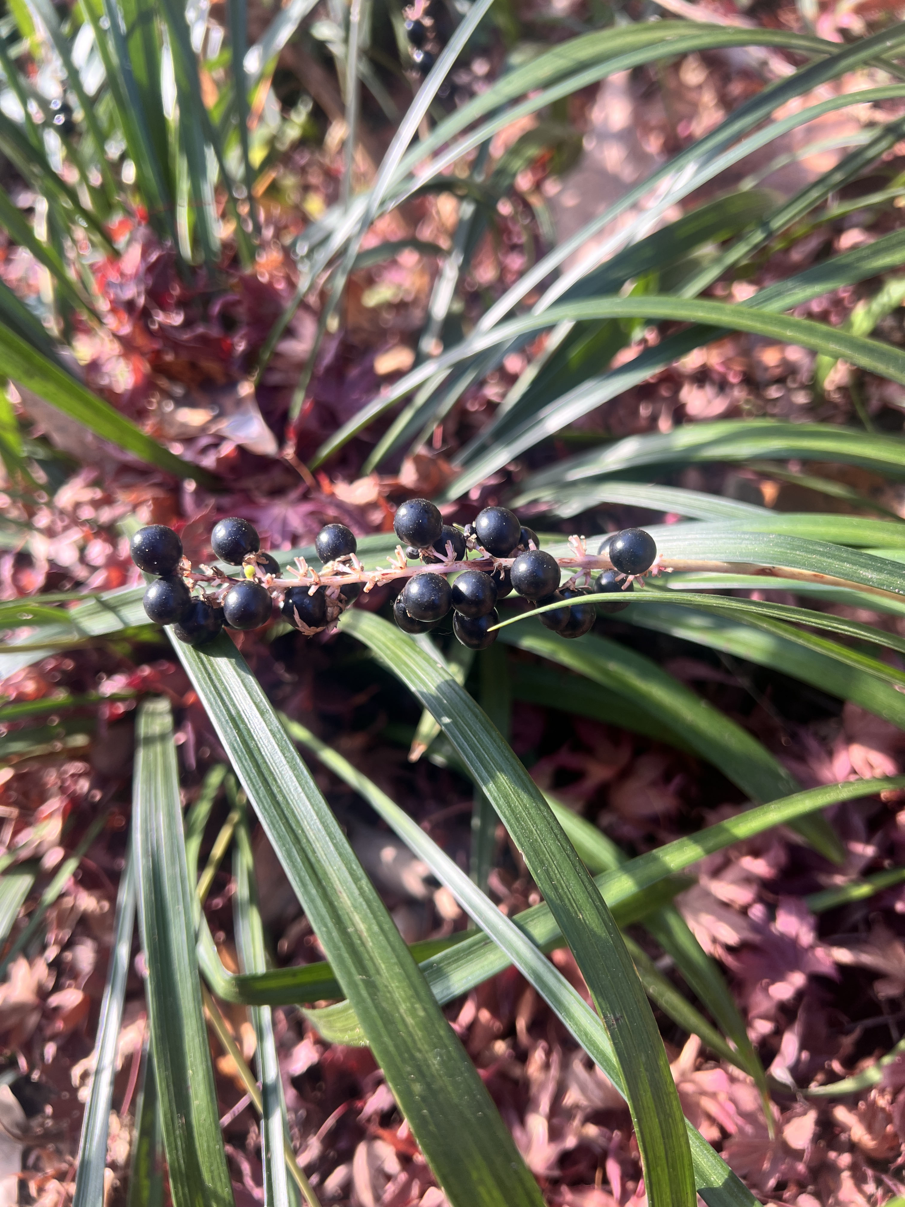 2025年12月12日号