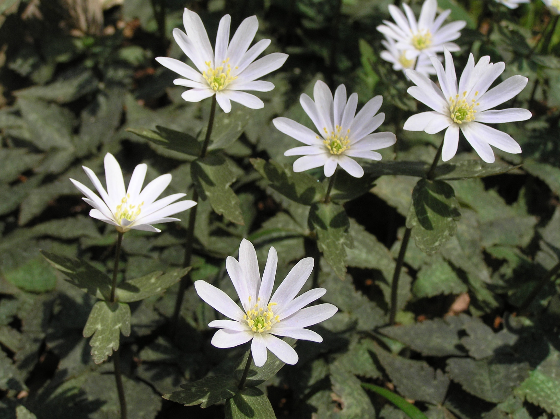 2026年３月６日号