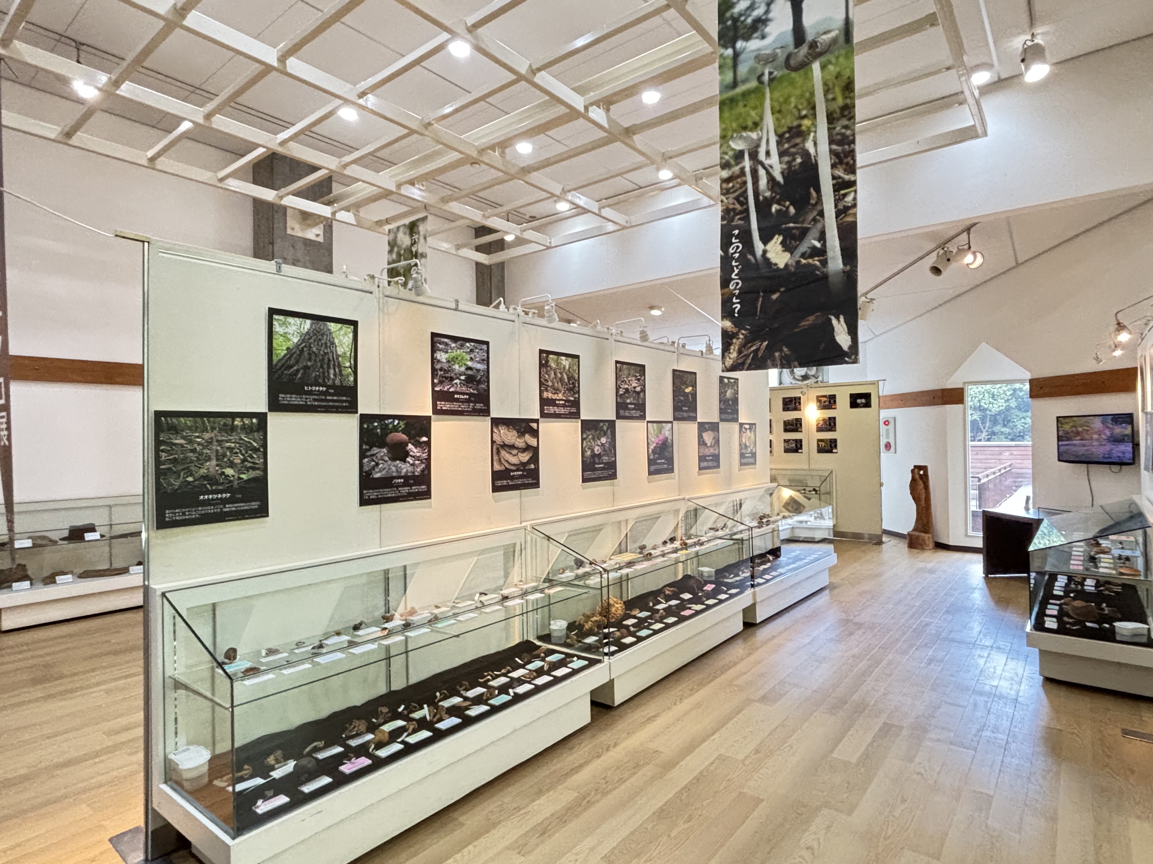 公式案内に掲載された、キノコの標本ケースと解説パネルが並ぶ展示風景