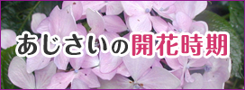 あじさいの開花時期（平成）