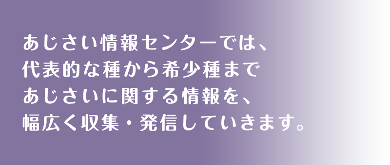 あじさい情報センターは、代表的な種から希少種まであじさいに関する情報を、幅広く収集・発信していきます。