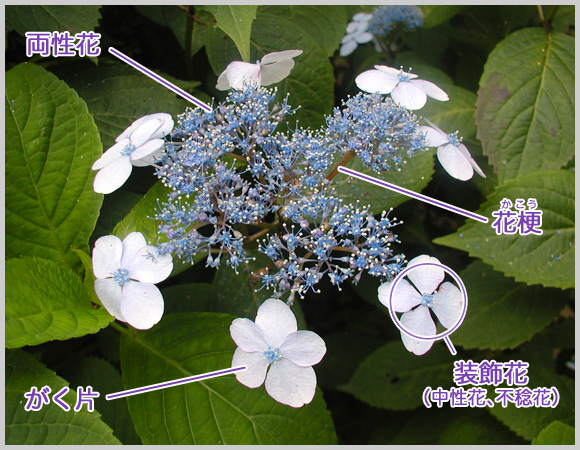 紫陽花的基本信息 神戶市立森林植物園紫陽花信息中心