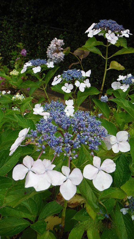 ガクアジサイ 額 神戸市立森林植物園あじさい情報センター
