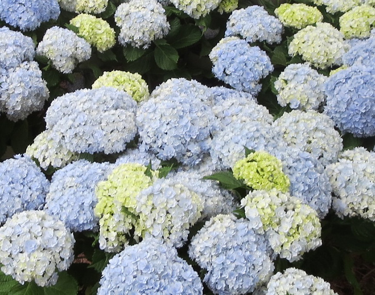 テマリテマリ 神戸市立森林植物園あじさい情報センター