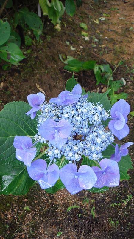 ブルースカイ – 神戸市立森林植物園あじさい情報センター