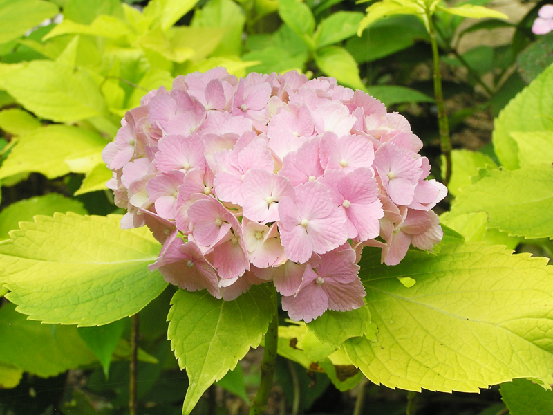 オウゴンバアジサイ 黄金葉 神戸市立森林植物園あじさい情報センター