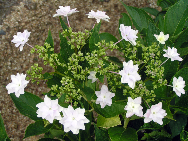 隅田の花火様 専用