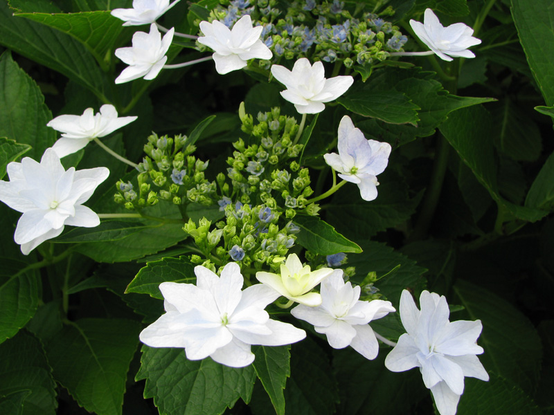 隅田の花火様 専用