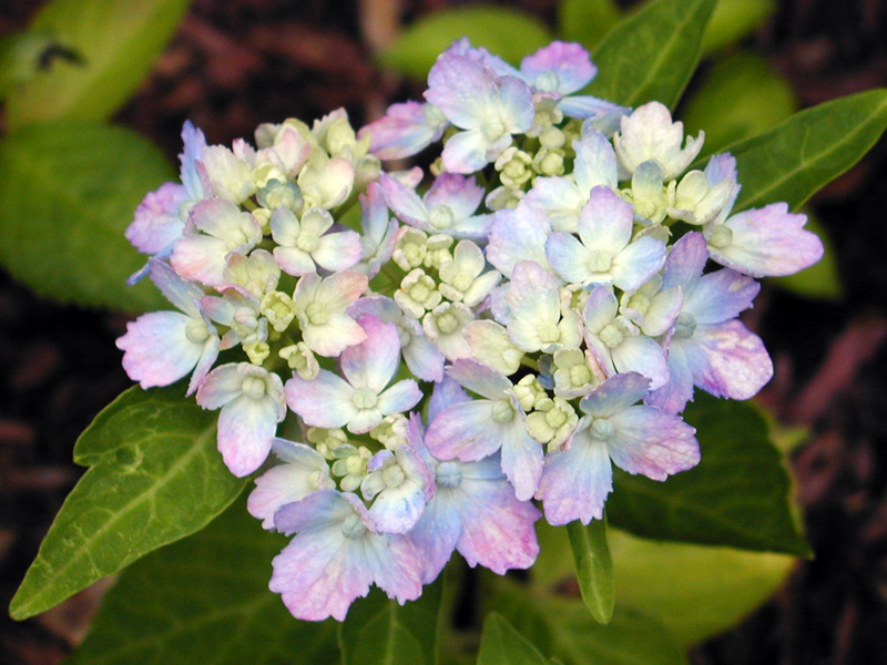 Q　紫陽花　三河千鳥　ミカワチドリ　抜き苗