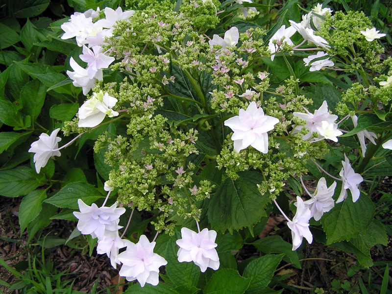 隅田の花火様 専用