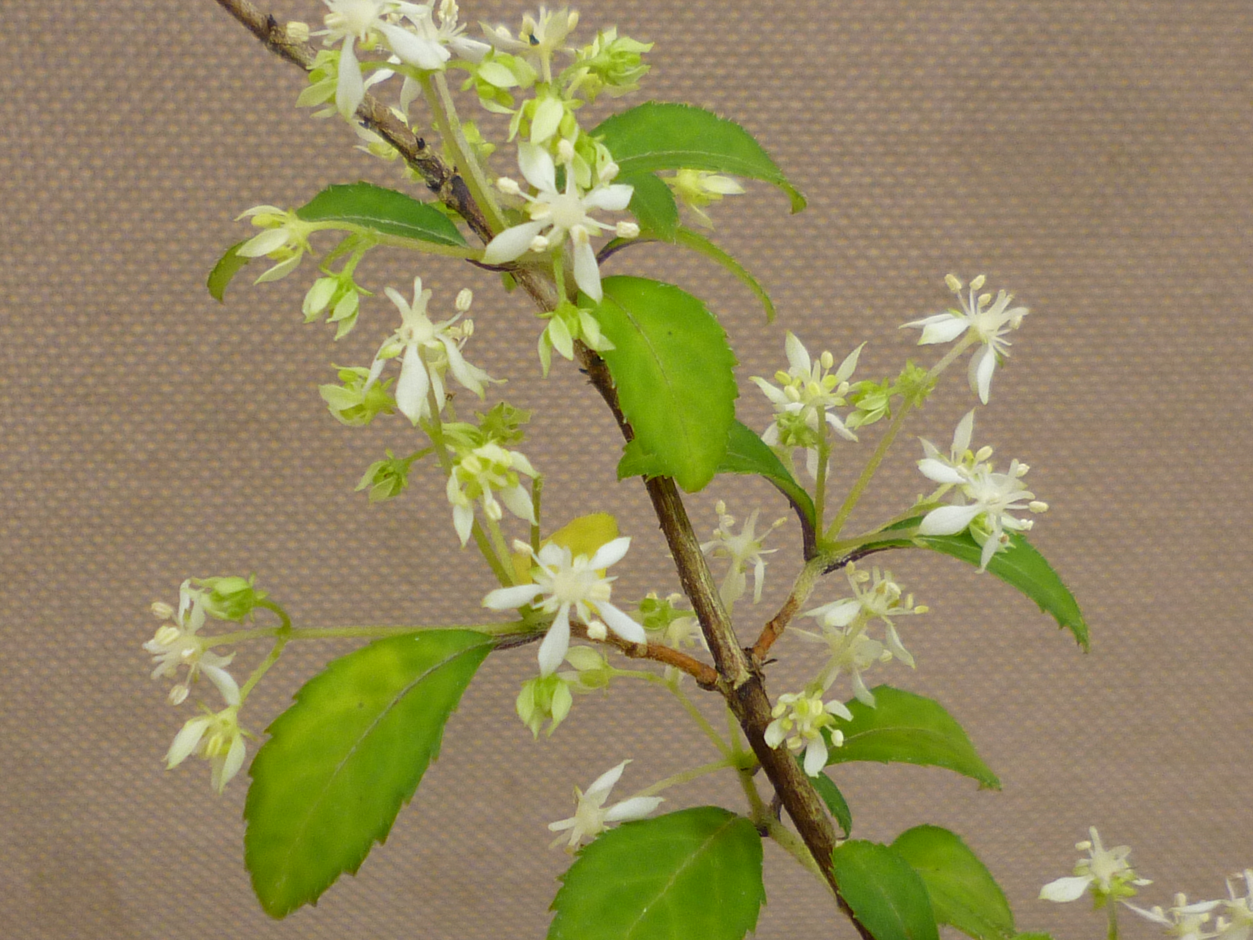 あじさい辞典 – 神戸市立森林植物園あじさい情報センター